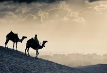 animals camels 2560x1600 wallpaper Art HD Wallpaper